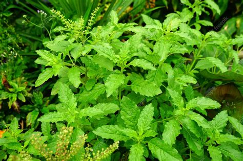 tulsi porm|Ocimum tenuiflorum .